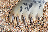  Grey seal, Halichoerus grypus, front flipper, Schleswig-Holstein, Germany 