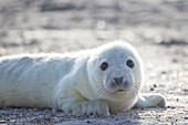  Grey seals, Halichoerus grypus, young seal on the beach, Schleswig-Holstein, Germany 