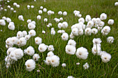 Scheuchzers Wollgras, Eriophorum latifolium, in einem Sumpf, Spitzbergen, Norwegen