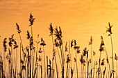  Common reed, Common reed, Phragmites communis, reed in the evening light, Schleswig-Holstein, Germany 