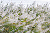  Common reed, Common reed, Phragmites communis, reed in the wind, Schleswig-Holstein, Germany 