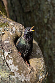 Star, Sturnus vulgaris, Star singt an der Nisthöhle, Frühjahr, Schleswig-Holstein, Deutschland