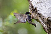 Star, Sturnus vulgaris, Star füttert an der Nisthöhle, Frühjahr, Schleswig-Holstein, Deutschland