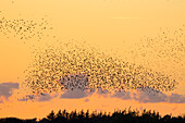  Starlings, Sturnus vulgaris, flock of starlings at sunset, Schleswig-Holstein, Germany 