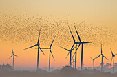  Starlings, Sturnus vulgaris, flock of starlings at sunrise, Schleswig-Holstein, Germany 