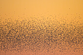  Starlings, Sturnus vulgaris, flock of starlings at sunrise, Schleswig-Holstein, Germany 