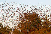  Starlings, Sturnus vulgaris, flock of starlings, Schleswig-Holstein, Germany 