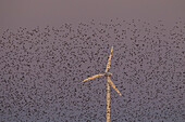 Stare, Sturnus vulgaris, Starenschwarm vorm Windkraftrad, Schleswig-Holstein, Deutschland