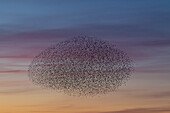  Starlings, Sturnus vulgaris, flock of starlings at sunset, Schleswig-Holstein, Germany 