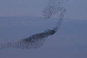  Starlings, Sturnus vulgaris, flock of starlings at sunset, Schleswig-Holstein, Germany 