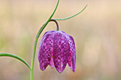  Checkered lily, Fritillaria meleagris, purple flower, Schleswig-Holstein, Germany 