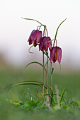  Checkered lily, Fritillaria meleagris, purple flower, Schleswig-Holstein, Germany 