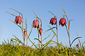  Checkered lily, Fritillaria meleagris, purple flower, Schleswig-Holstein, Germany 