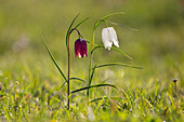  Checkered lily, Fritillaria meleagris, white and purple flowers, Schleswig-Holstein, Germany 