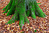 Wurzeln, Buchenurwald Serrahn, UNESCO-Weltnaturerbe, Müritz Nationalpark, Mecklenburg-Vorpommern, Deutschland