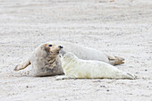  Grey seal, Halichoerus grypus, adult female with her pup, Schleswig-Holstein, Germany 