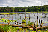  Muehlensee near Speck, Mueritz National Park, Mecklenburg-Western Pomerania, Germany 