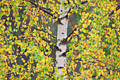  Silver birch, Betula pendula, Betula alba, Betula verrucosa, discolored birch leaves, autumn, Dalarna, Sweden 