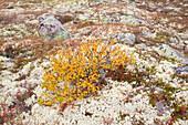  Sand birch, silver birch, white birch, Betula pendula, Betula alba, Betula verrucosa, birch in the fell, autumn, Rondane National Park, Dovre, Oppland, Norway 