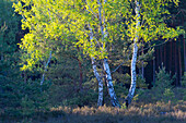  Silver birch, Betula pendula, Betula alba, Betula verrucosa, birch forest, tree trunks, Saxony, Germany 