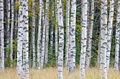  Silver birch, Betula pendula, Betula alba, Betula verrucosa, birch forest, tree trunks, Dalarna, Sweden 