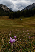 Herbstzeitlose auf der Plätzeralm, Dolomiten, Südtirol, Italien