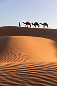  Camel driver with camels in the desert at sunset 