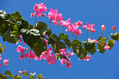  Nahaufnahme eines blühenden Zweigs einer Bougainvillea (Bougainvillea Glabra) vor blauem Himmel. Kreta, Griechenland. 