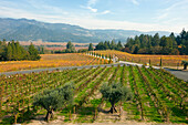 Vineyards at the Castello di Amorosa winery. Napa Valley, California, USA.