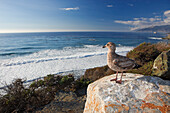 A seagull seats on a rock at Big Sur coast. California, USA.