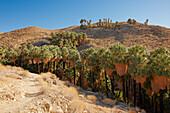 Scenic view of the Palm Canyon near Palm Springs, California, USA.