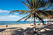 Coconut palms grow on the Cua Dai Beach. Hoi An, Quang Nam Province, Vietnam.