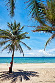 Palm trees grow on the Cua Dai Beach. Hoi An, Quang Nam Province, Vietnam.