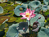 Close up view of a pink lotus flower (Nelumbo nucifera) in the pond at the Truong Du Pavilion.  Imperial City (The Citadel), Hue, Vietnam.