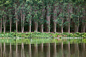 Trees along the bank of the Perfume River reflecting in the water. Hue, Vietnam.