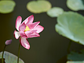 Close up view of an pink lotus flower (Nelumbo nucifera) on the Trung Minh Lake. Tomb of Minh Mang, Hue, Vietnam.