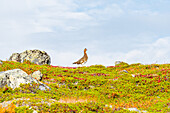 Schweden, Norrbottens län, Torneträsk (Abisko), Vogel in Landschaft