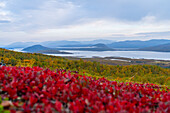  Sweden, Norrbotten County, Torneträsk (Abisko) 