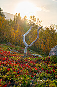  Sweden, Norrbotten County, Torneträsk (Abisko) 