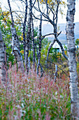 Schweden, Norrbottens län, Abisko, Detail Birken im Herbst