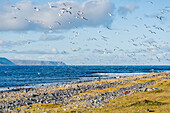 Norwegen, Finnmark, Varangerhalvøya, Hamningberg, Vögel, Möwen im Flug an der Küste