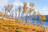  Norway, Finnmark, Varangerhalvøya, Tanamunningen nature reserve 