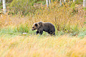 Finnland, Kuusamoo, Bär am Waldrand