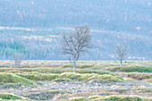 Norwegen, Lyngenalpen, kahler Baum im Herbst