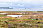 Norwegen, Magerøya, Rentier in Landschaft