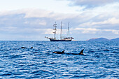 Norwegen, Skjervøy, Segelschiff und Wale, Walbeobachtung