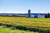  Landscape with farms and grain silos near Strasburg in the Pennsylvania Dutch Country in Pennsylvania, USA 