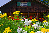  Farmhouse with flowering front garden and button flowers, Radein, South Tyrol, Alto Adige, Italy 