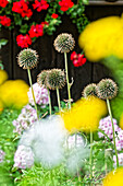  Flowering front garden with thistles, Radein, South Tyrol, Alto Adige, Italy 