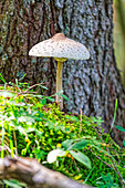  Parasol, forest mushroom, Radein, South Tyrol, Alto Adige, Italy 